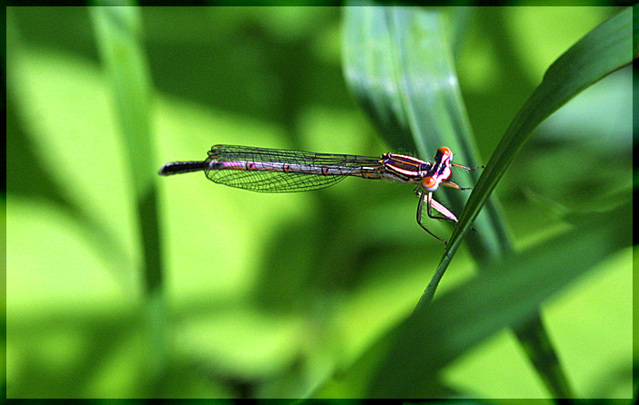 photo "Untitled photo" tags: macro and close-up, nature, insect