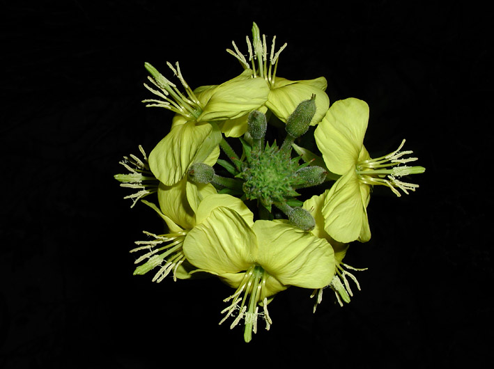 photo "Simple flower" tags: macro and close-up, 