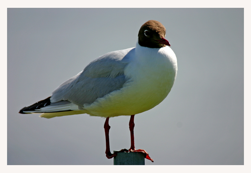 photo "Sea bird" tags: nature, wild animals