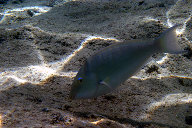 photo "Playing with the sun rays" tags: travel, underwater, Africa