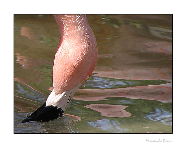 фото "In rose" метки: природа, дикие животные