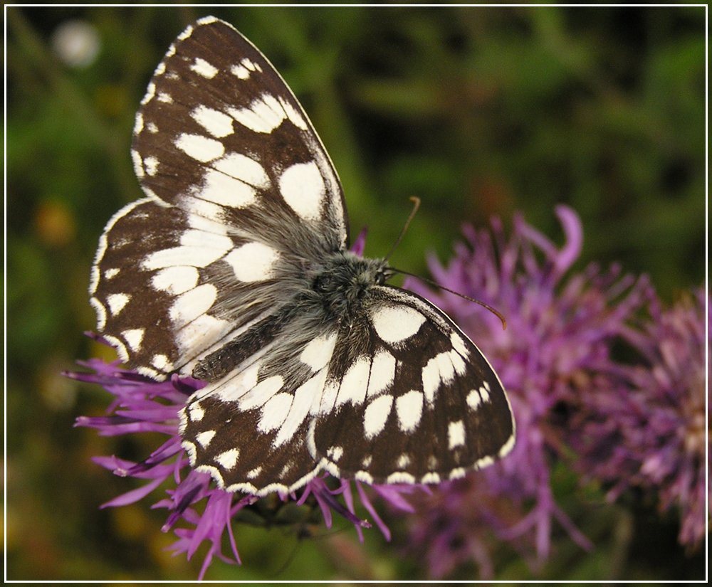 photo "buttefly" tags: nature, 