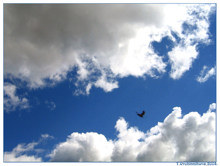 photo "Lonely bird" tags: landscape, nature, clouds