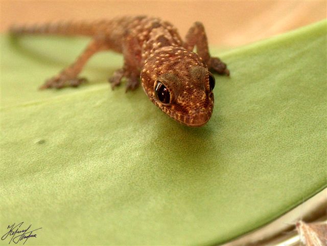 photo "Hunting Gecko" tags: nature, travel, Asia, wild animals