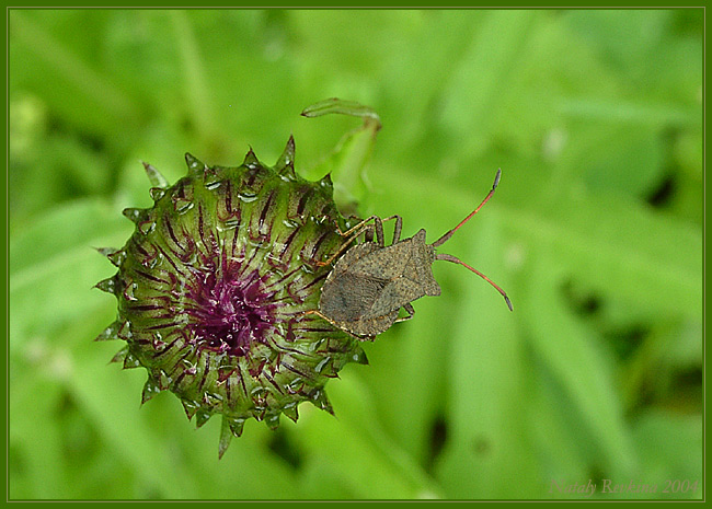 photo "* * *" tags: nature, macro and close-up, insect