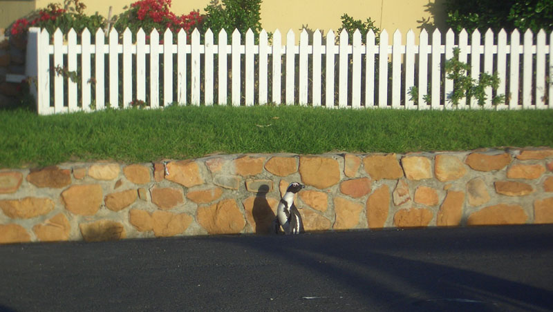 photo "do you have penguins in your front garden?" tags: travel, Africa