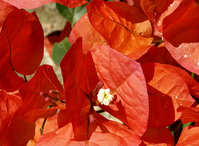 photo "bougainvillea" tags: macro and close-up, 