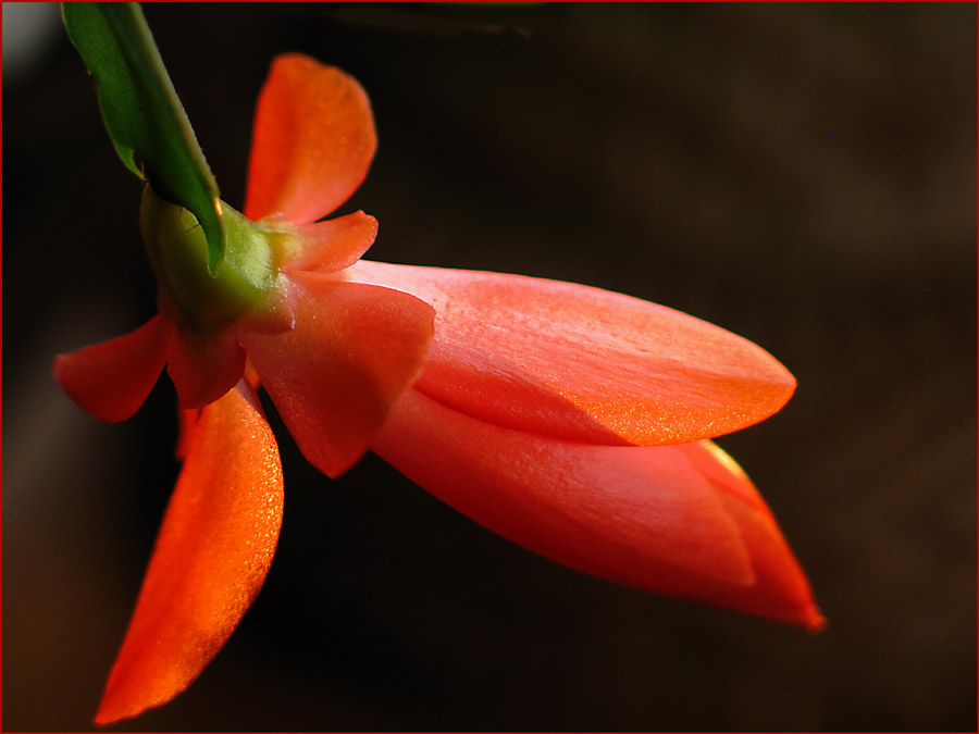 photo "FROM A CACTUS" tags: macro and close-up, 