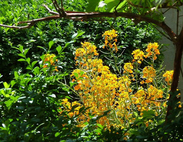 фото "Yellow miracle" метки: природа, цветы
