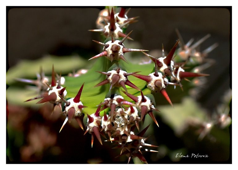 photo "The prickle" tags: macro and close-up, 