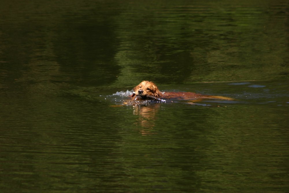 photo "Playing on the lagoon" tags: nature, pets/farm animals