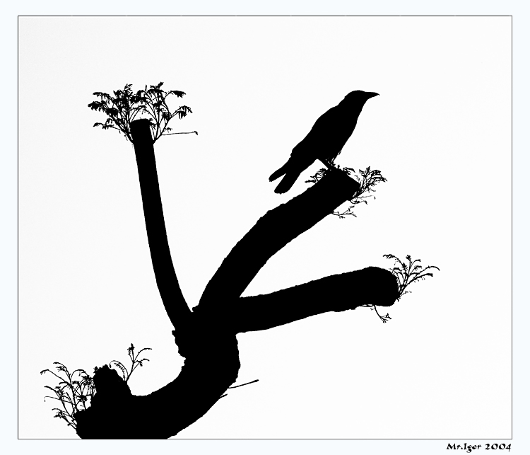 фото "Белая ворона" метки: природа, дикие животные, цветы