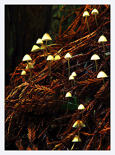 фото "Gnomes of the forest floor" метки: природа, 