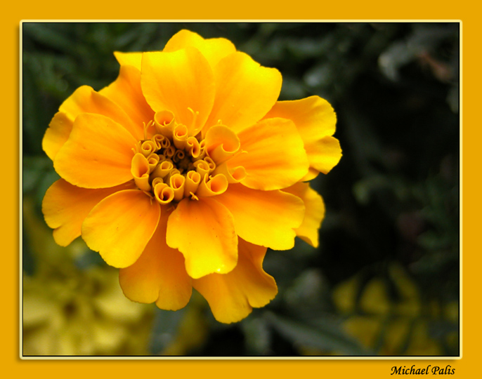 photo "Dressed in Yellow!" tags: nature, macro and close-up, flowers