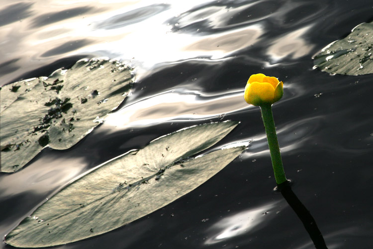 фото "Принцесса болота" метки: пейзаж, природа, вода, цветы