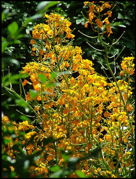 photo "Yellow miracle 1" tags: nature, flowers