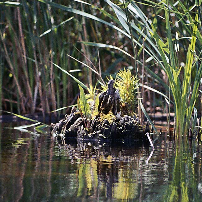 photo "Mysterious island" tags: landscape, nature, water