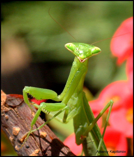 photo "Green" tags: macro and close-up, nature, insect