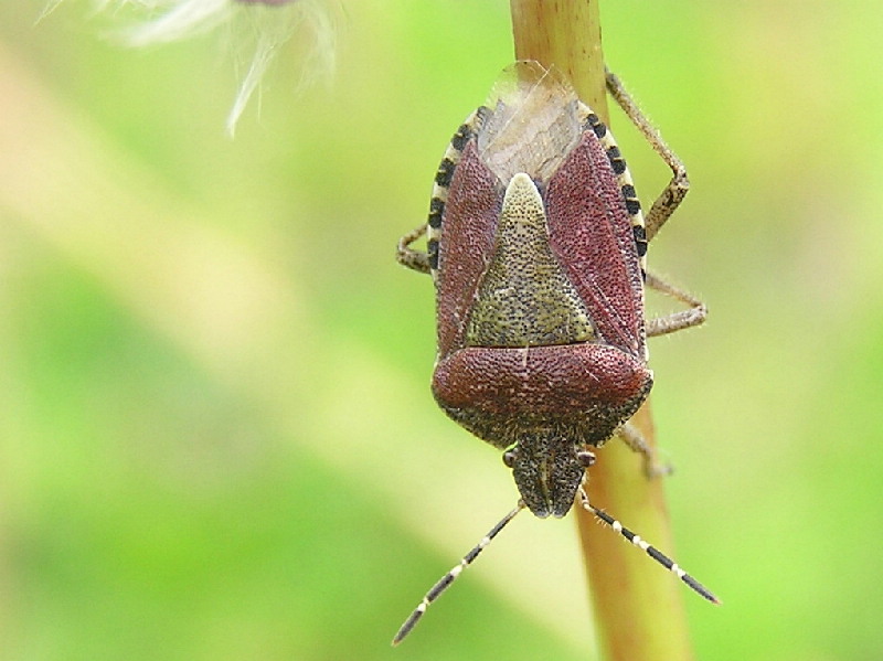 photo "I dont know what.." tags: nature, insect