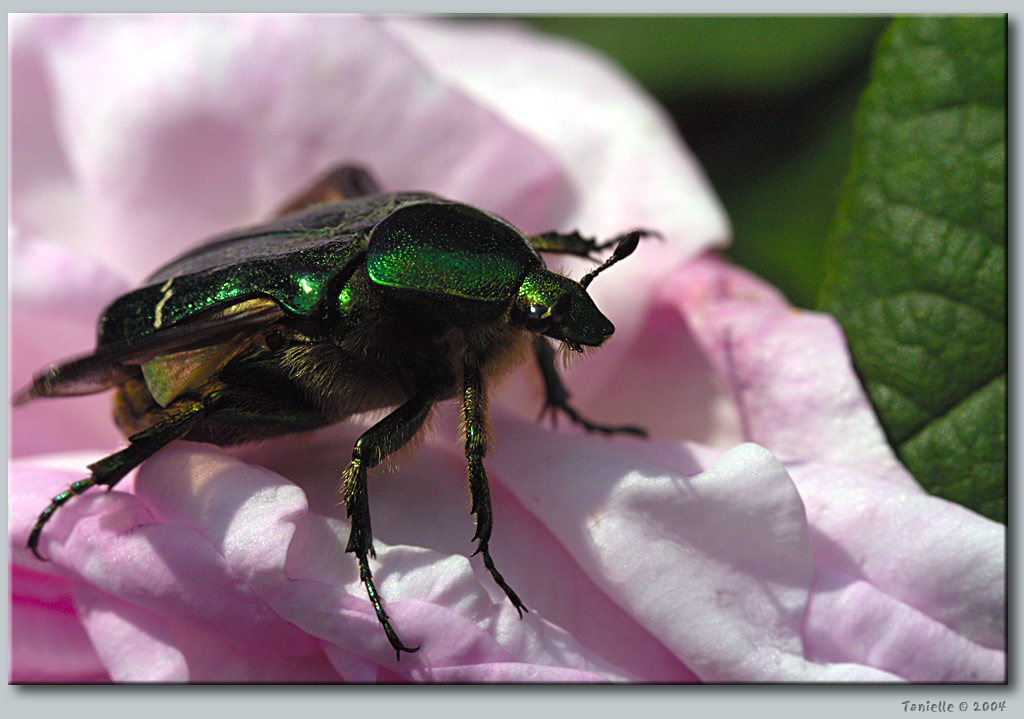 photo "The bug" tags: macro and close-up, nature, insect