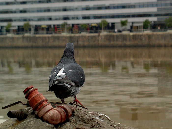 photo "Pigeon" tags: architecture, nature, landscape, wild animals