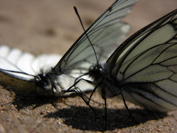 photo "Requiem" tags: macro and close-up, nature, insect