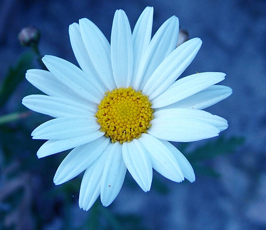 photo "Malmequer" tags: macro and close-up, 