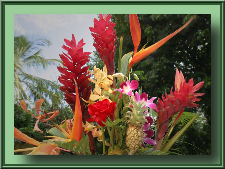 photo "Tropical flowers" tags: nature, flowers