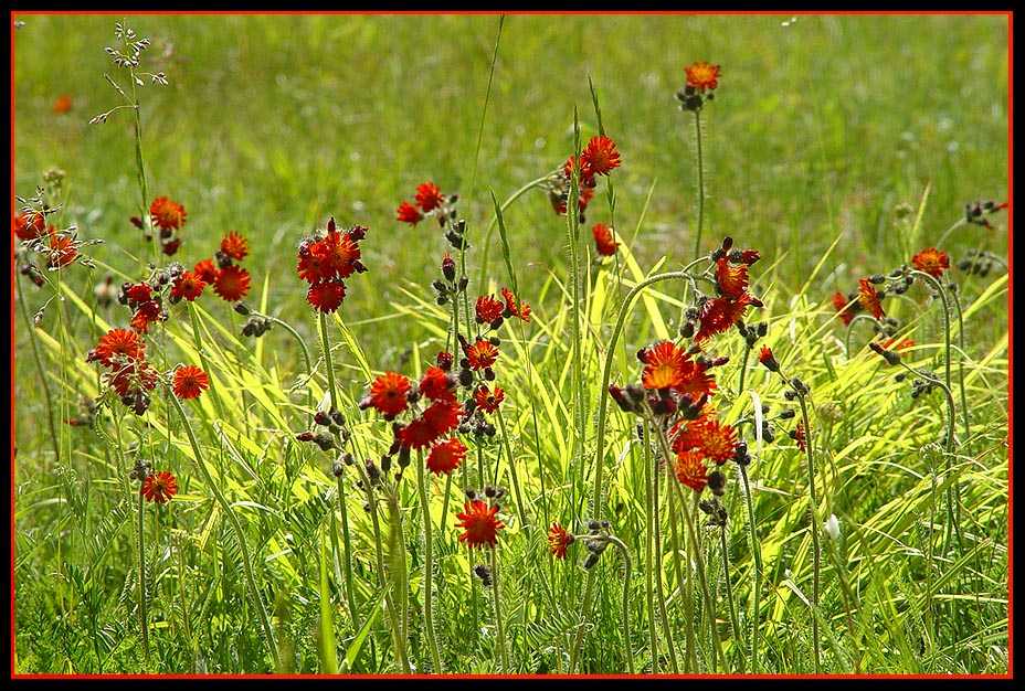 photo "Ah, Sammer !!!" tags: nature, flowers