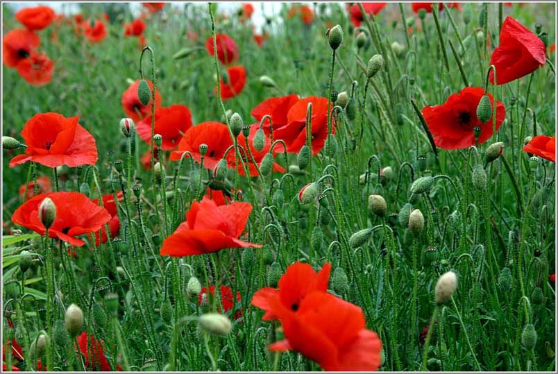 photo "Poppies" tags: nature, flowers