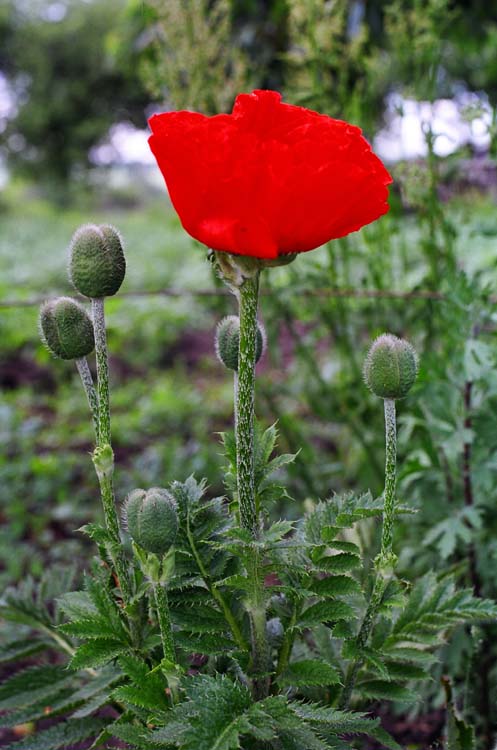 photo "Poppy" tags: nature, flowers