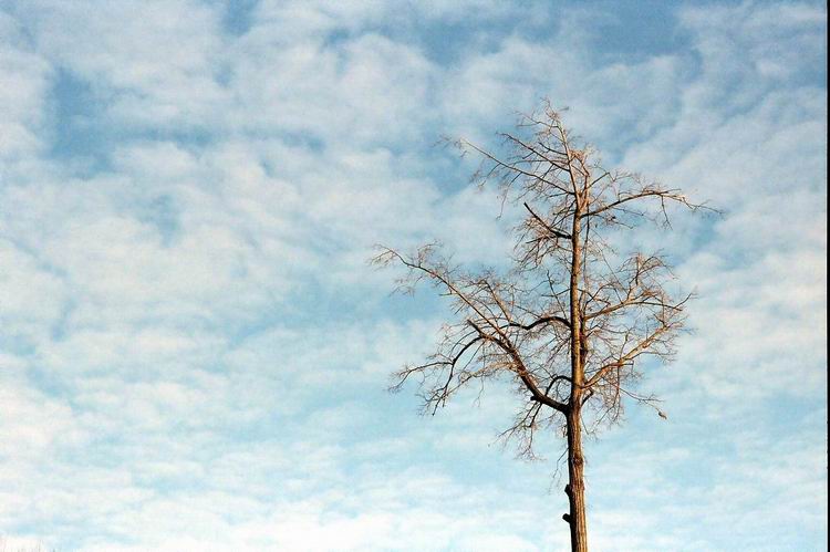 photo "Clouds #3 and Tree." tags: landscape, clouds