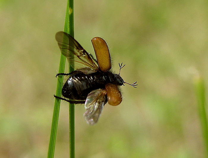 photo "start" tags: macro and close-up, 