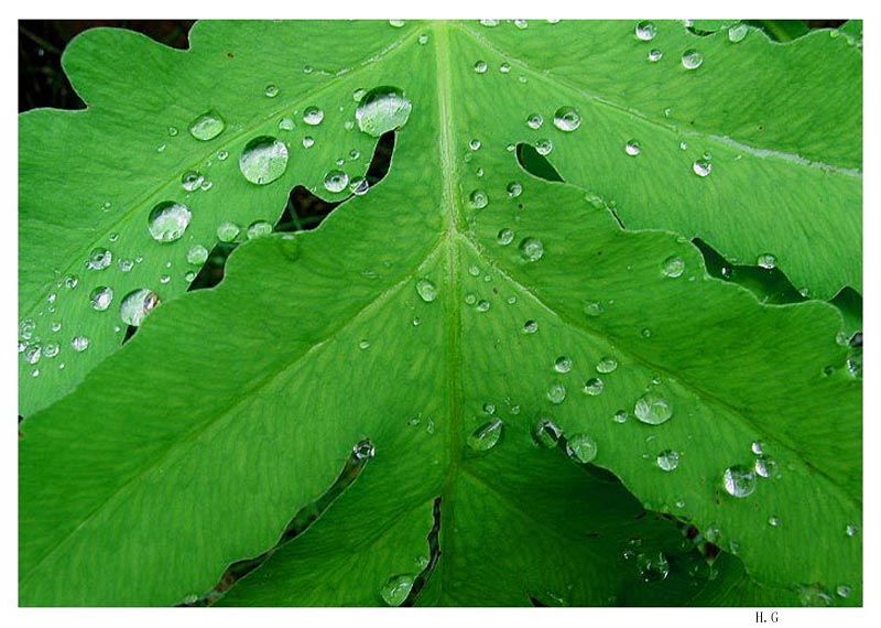 photo "a green leaf" tags: nature, flowers