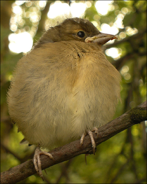 photo "The sparrow" tags: portrait, nature, wild animals