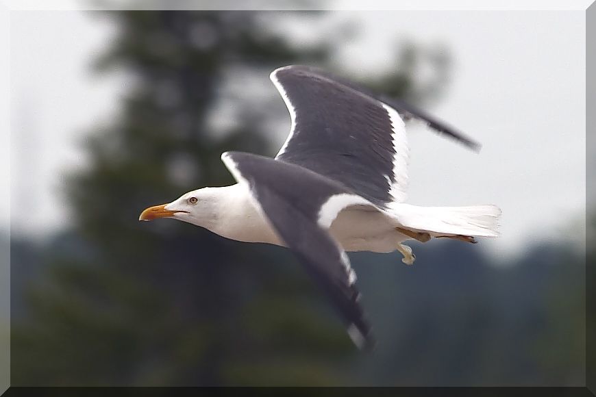 Чайка 2 фото. Чайку 2. Две чайки. Голова чайки. Чайки фото.