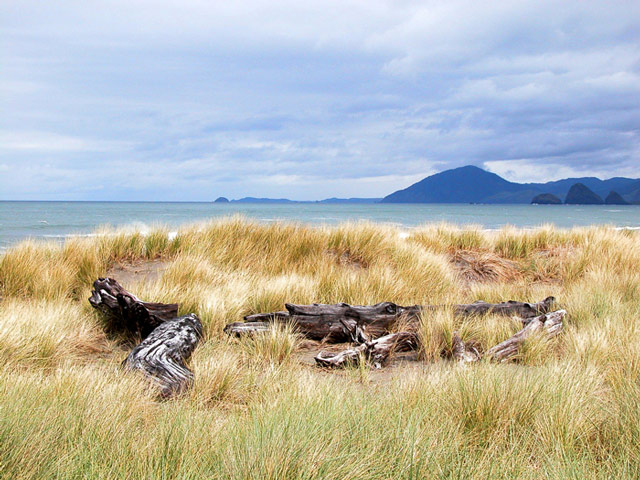 photo "driftwood" tags: landscape, water