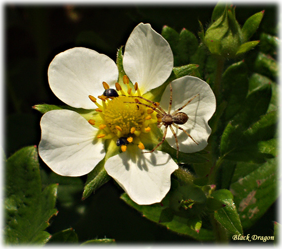 photo "To stand! To be afraid!" tags: nature, macro and close-up, insect