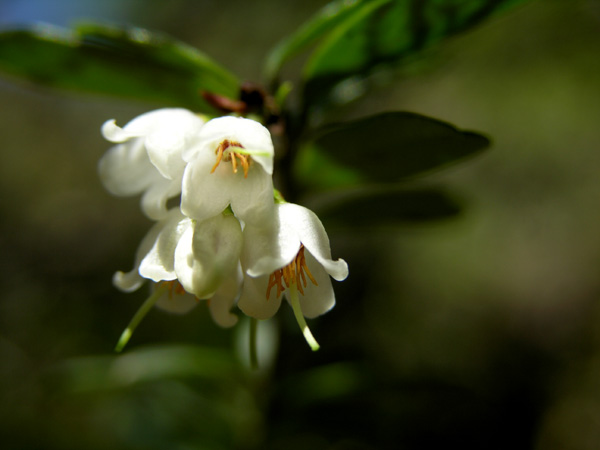 photo "Red bilberry flower" tags: nature, macro and close-up, flowers