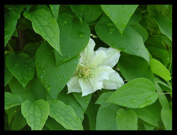 photo "The virgin" tags: nature, flowers