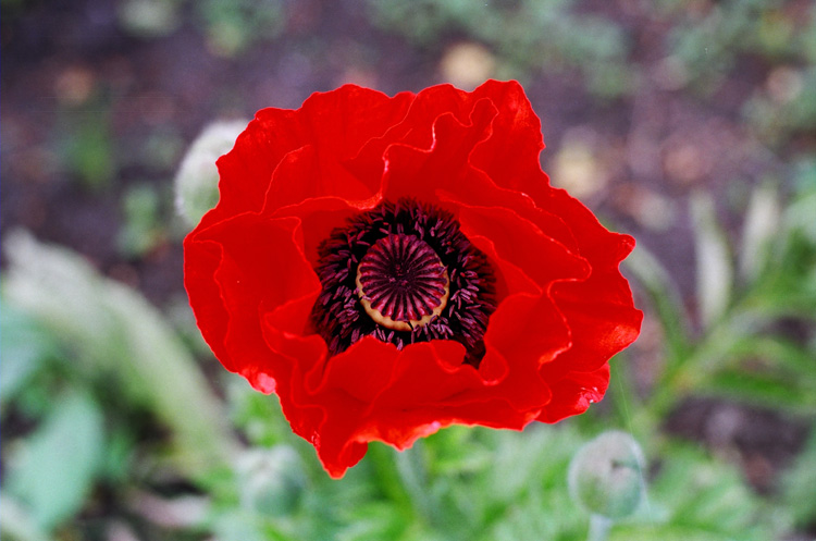 photo "Young drug" tags: nature, flowers