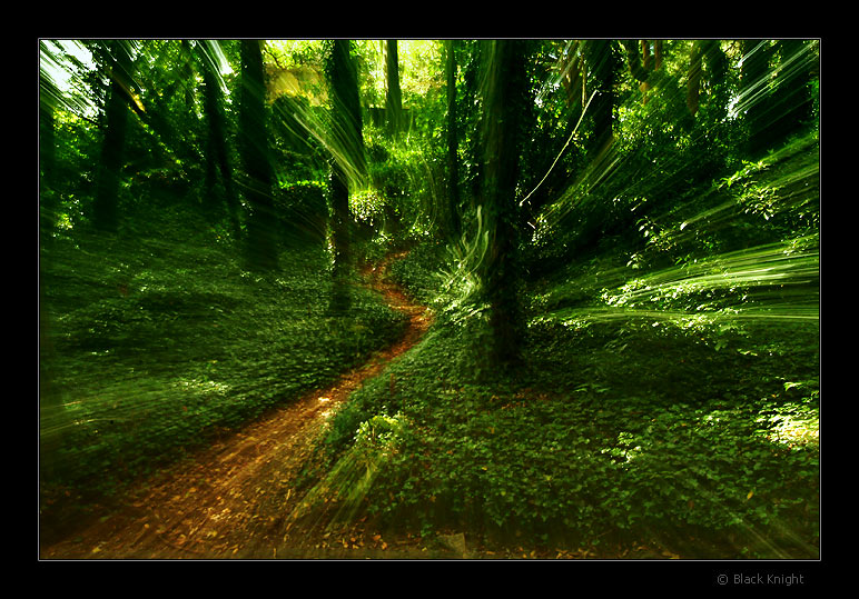 фото "The Way..." метки: пейзаж, лес, лето