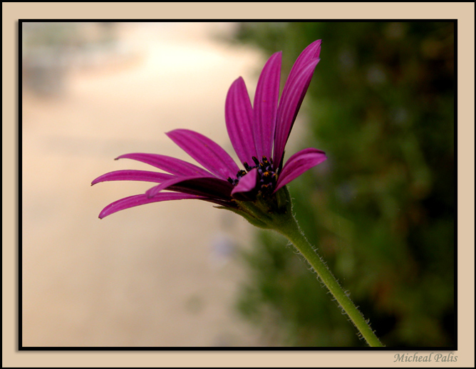 photo "Margarita" tags: nature, macro and close-up, flowers