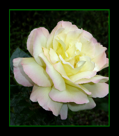 фото "Rosa peach" метки: природа, цветы