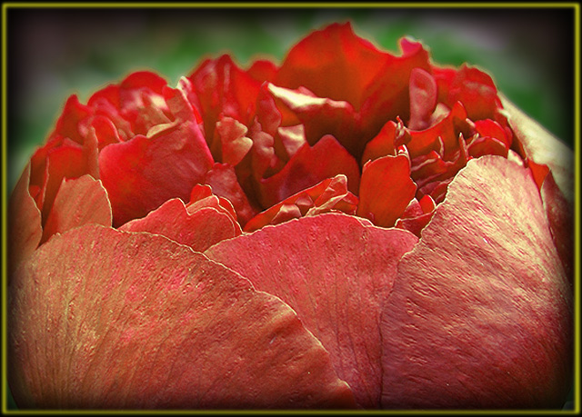 photo "Flame" tags: nature, macro and close-up, flowers