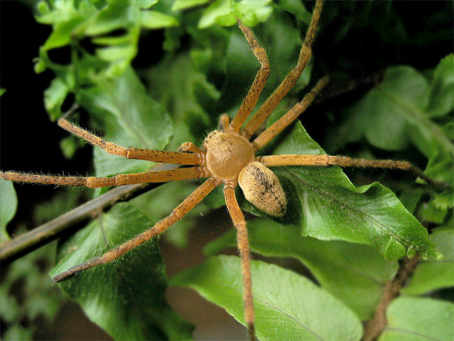 фото "Spider" метки: природа, макро и крупный план, насекомое