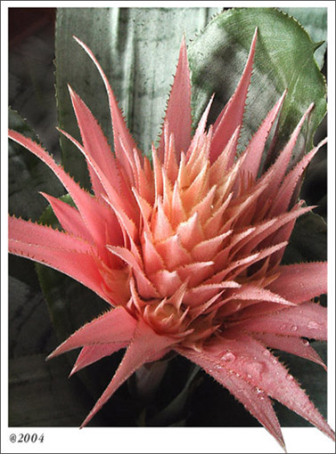 фото "Аленький цветочек" метки: макро и крупный план, природа, цветы