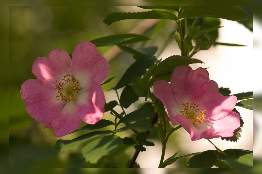 photo "Evening for a two" tags: nature, macro and close-up, flowers