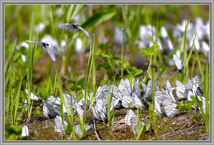 photo "Peak hour #1" tags: nature, insect