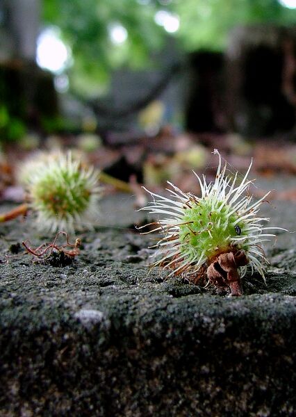 photo "*" tags: nature, flowers